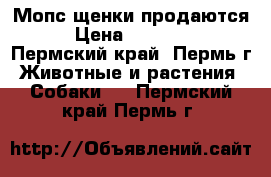 Мопс щенки продаются › Цена ­ 13 000 - Пермский край, Пермь г. Животные и растения » Собаки   . Пермский край,Пермь г.